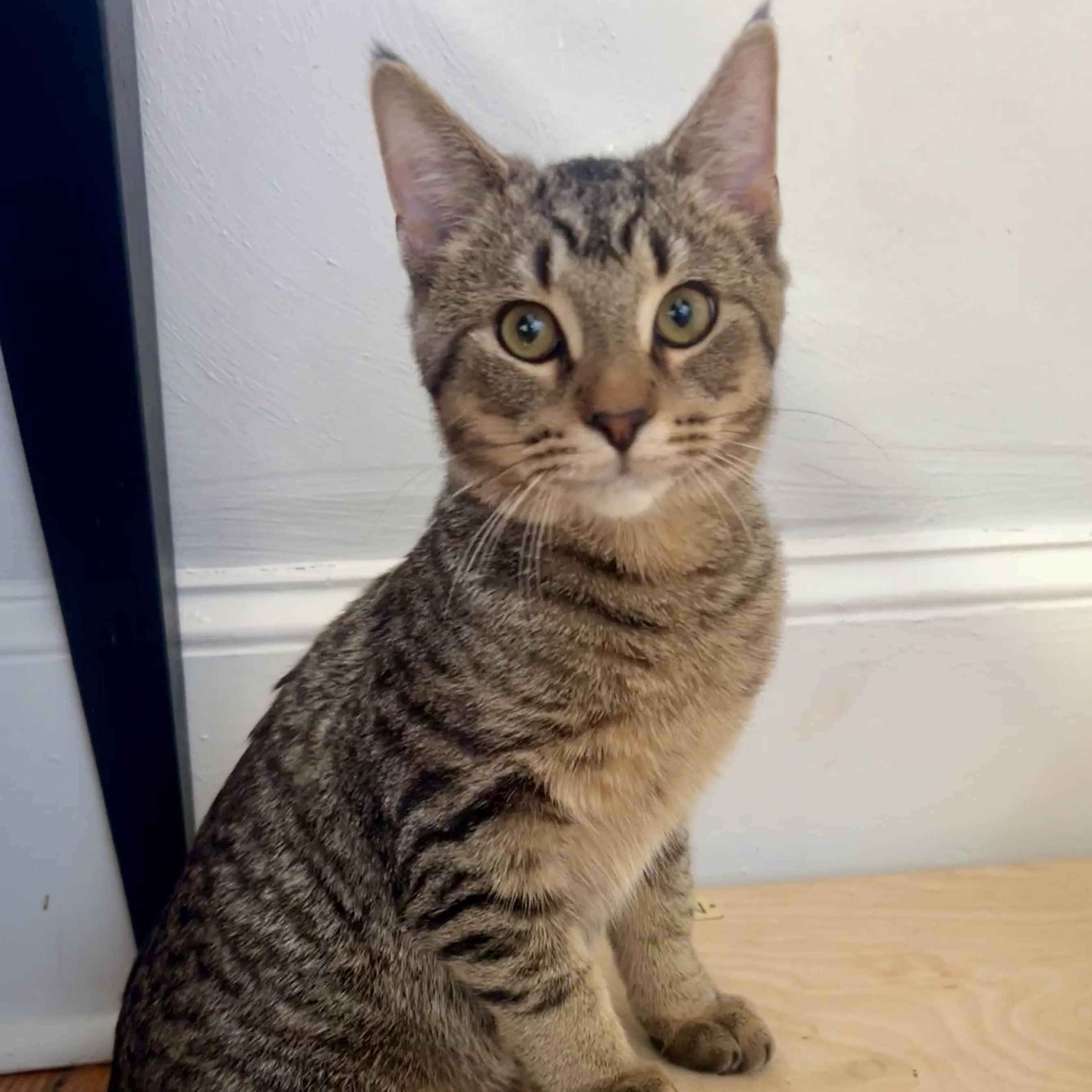 Enlarge Harpoon, an adopted Domestic Short Hair in Roanoke, VA image 2/2