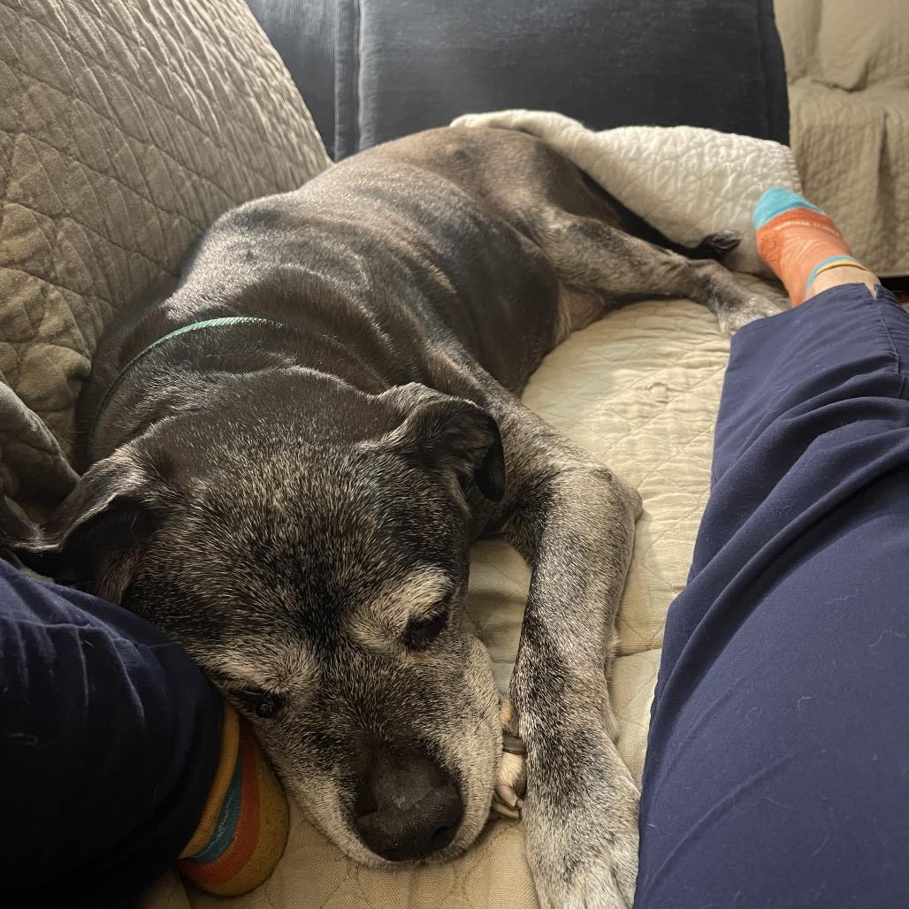 Enlarge Blu, a Adoptable mixed breed in Parkton, MD image 2/6