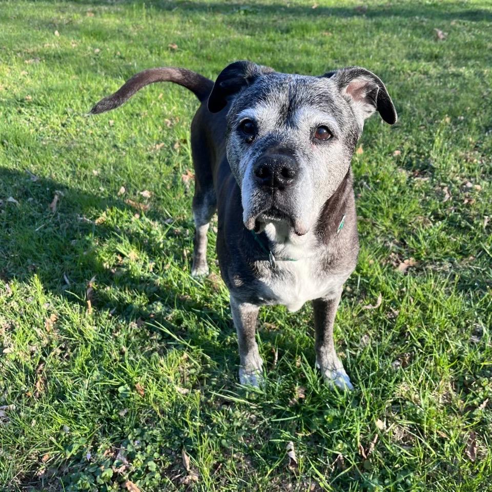 Enlarge Blu, a Adoptable mixed breed in Parkton, MD image 1/6