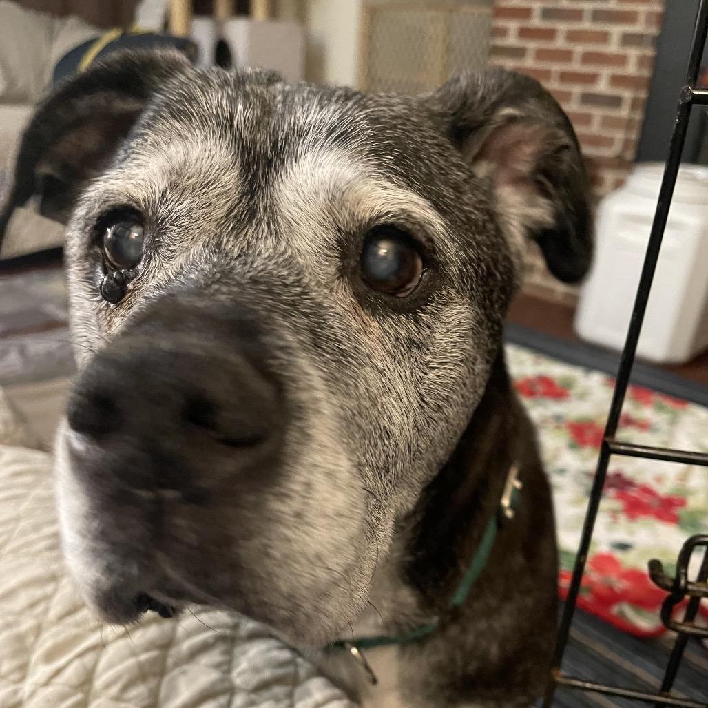 Enlarge Blu, a Adoptable mixed breed in Parkton, MD image 3/6