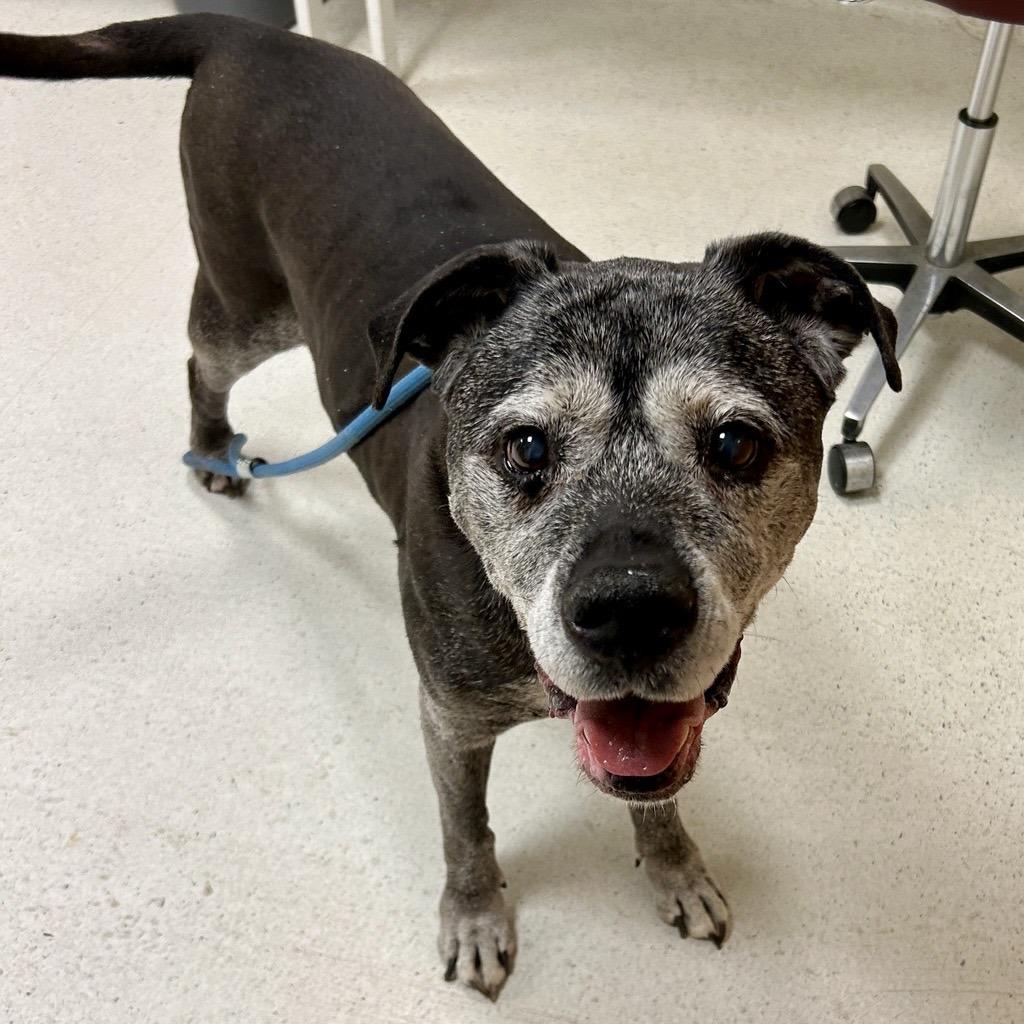 Enlarge Blu, a Adoptable mixed breed in Parkton, MD image 4/6