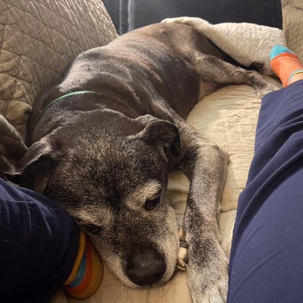 Enlarge Blu, a Adoptable mixed breed in Parkton, MD image 5/6