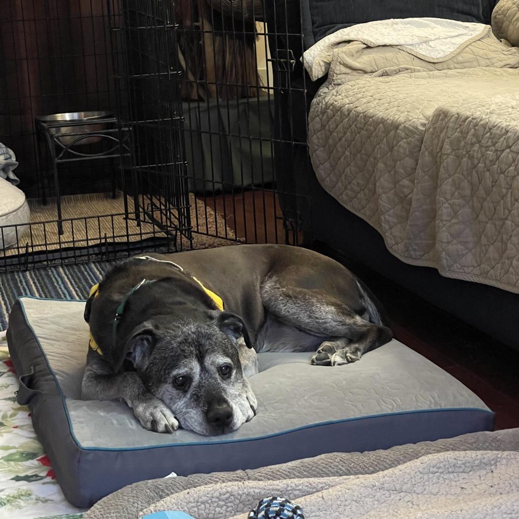 Enlarge Blu, a Adoptable mixed breed in Parkton, MD image 6/6