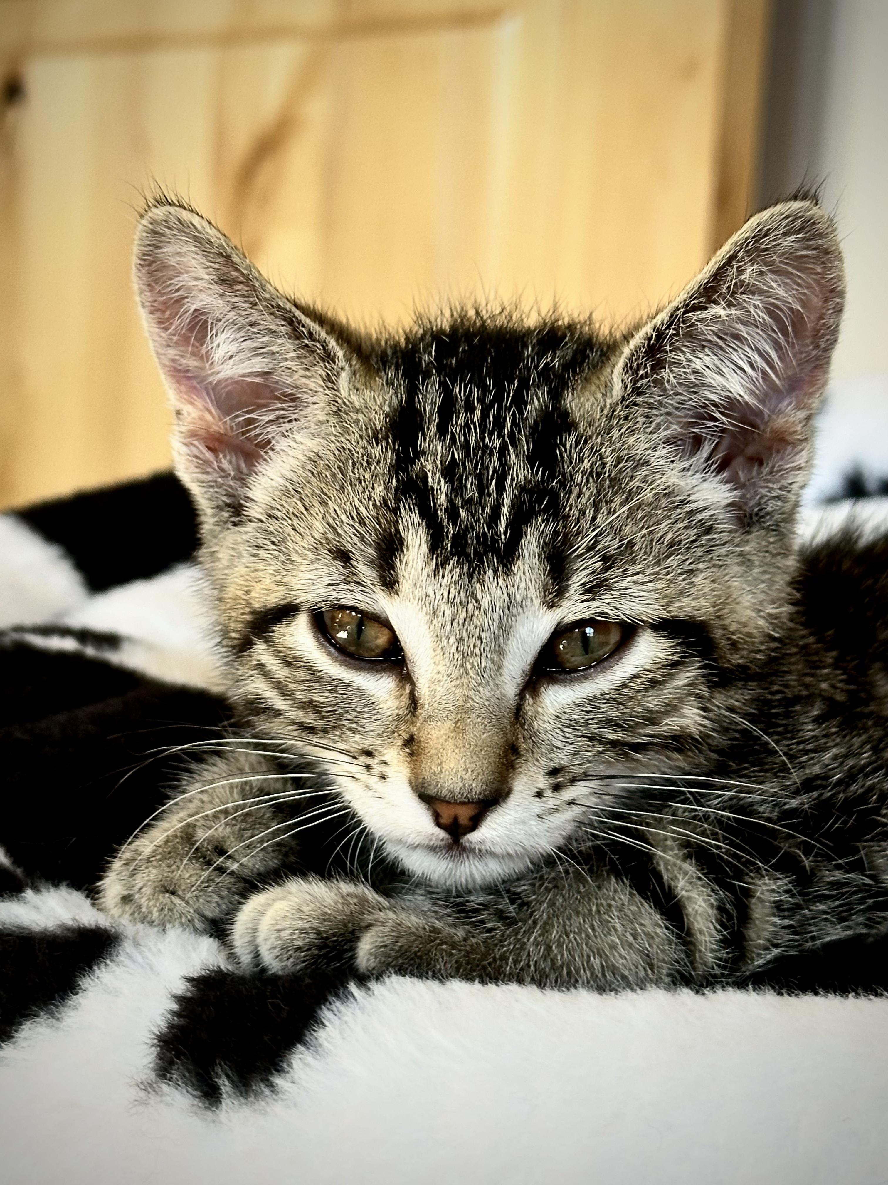 Enlarge Milo — The Playful Little Cuddlebug, a Adopted Domestic Short Hair in Prescott, AZ image 1/3
