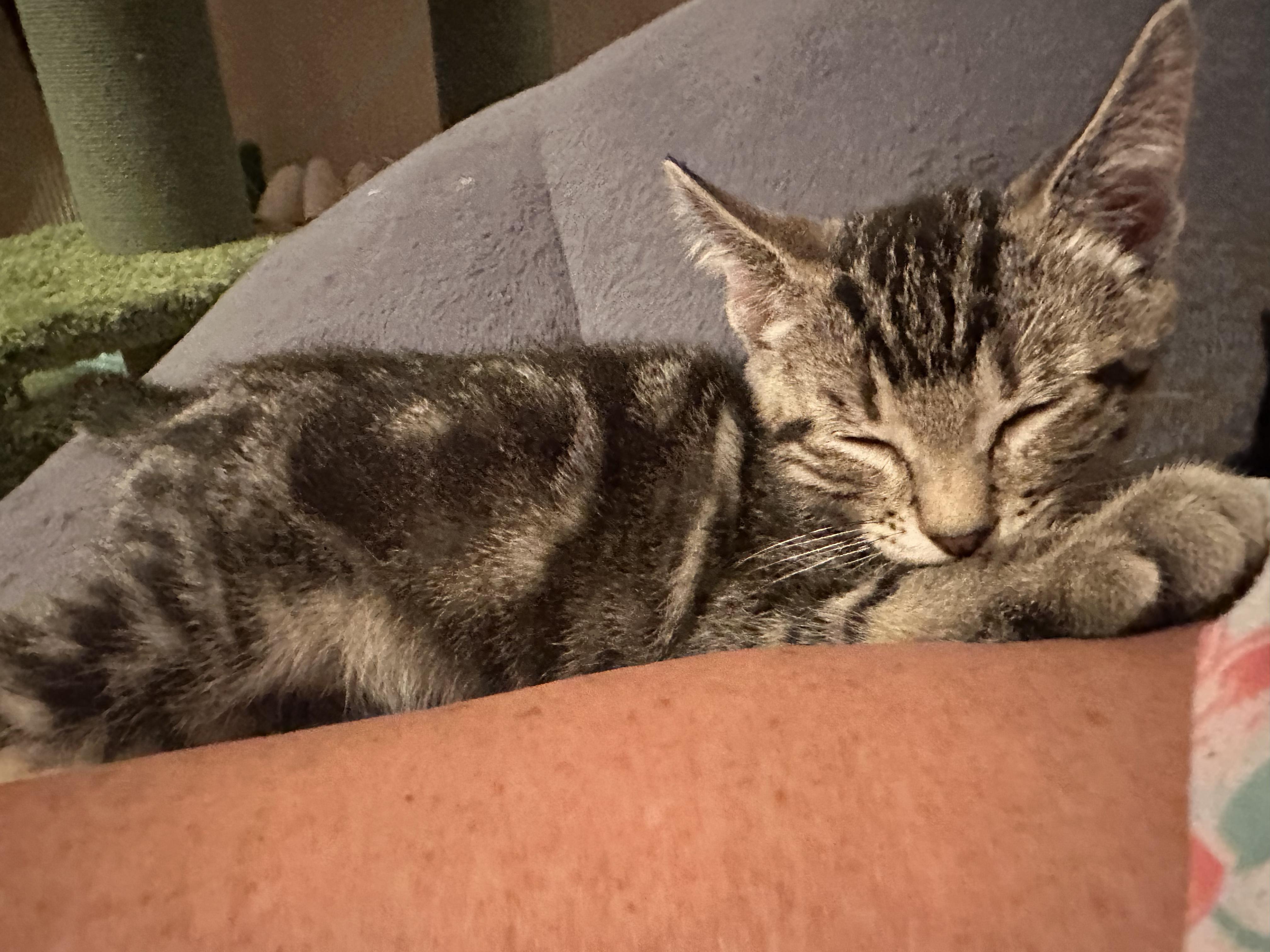 Enlarge Milo — The Playful Little Cuddlebug, a Adopted Domestic Short Hair in Prescott, AZ image 2/3