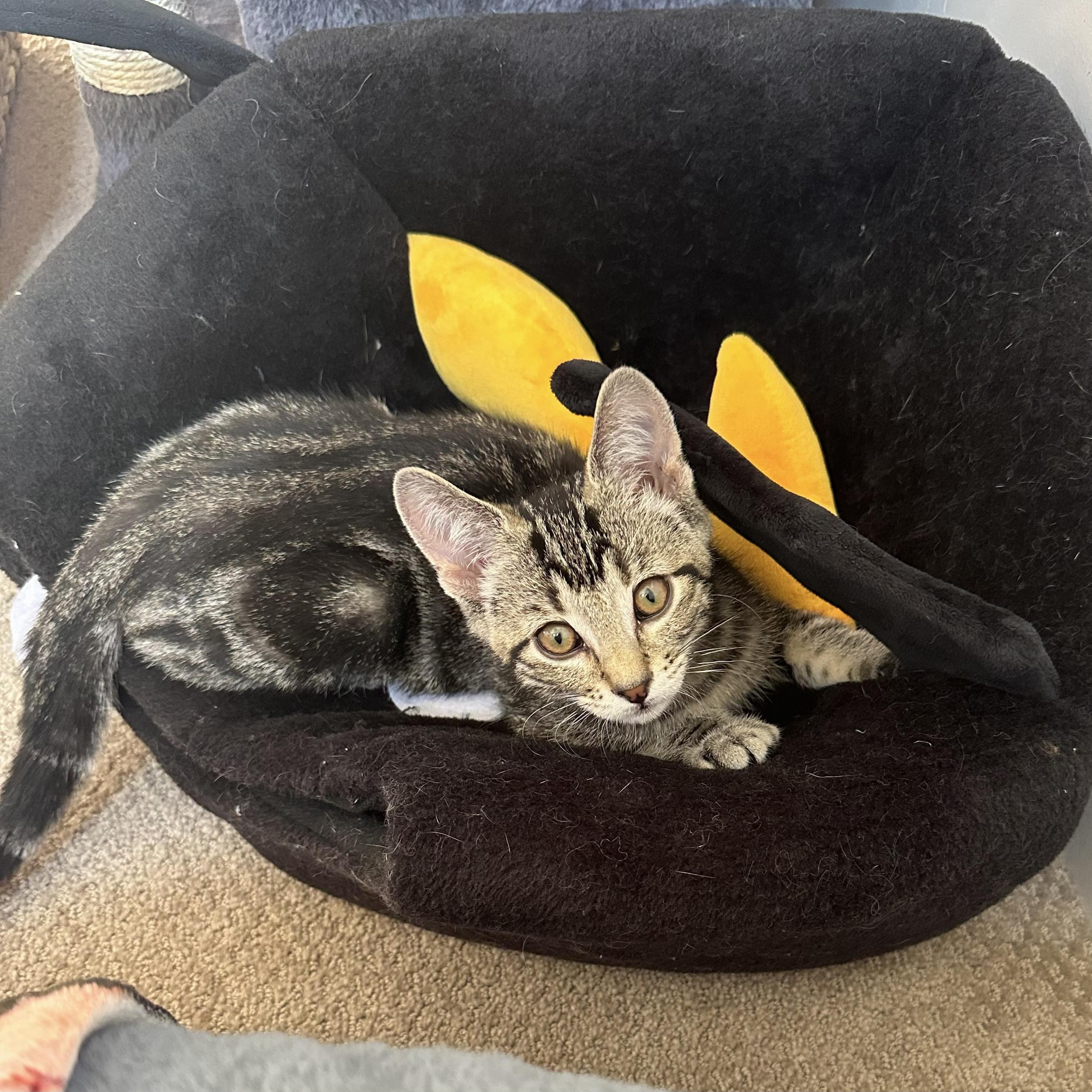 Enlarge Milo — The Playful Little Cuddlebug, a Adopted Domestic Short Hair in Prescott, AZ image 3/3