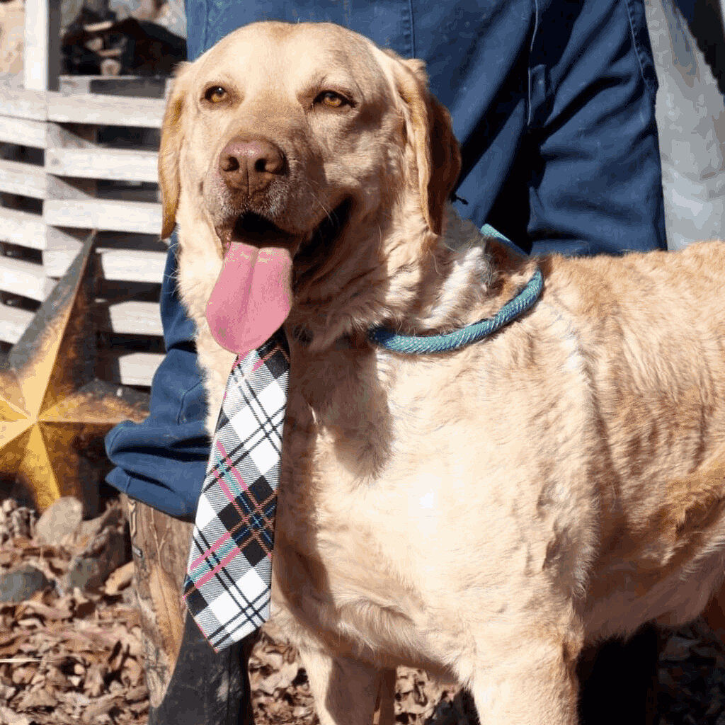Old Yeller JuM photo 3