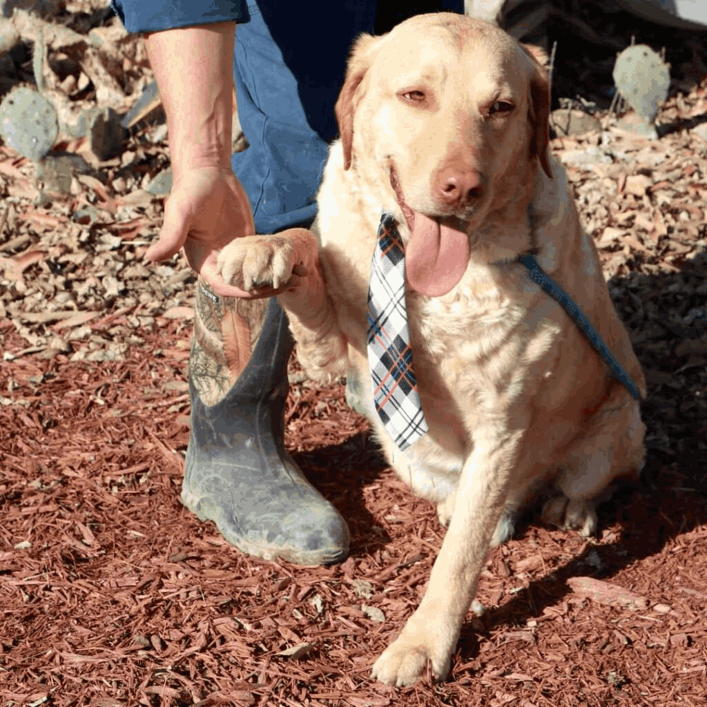 Old Yeller JuM photo 5