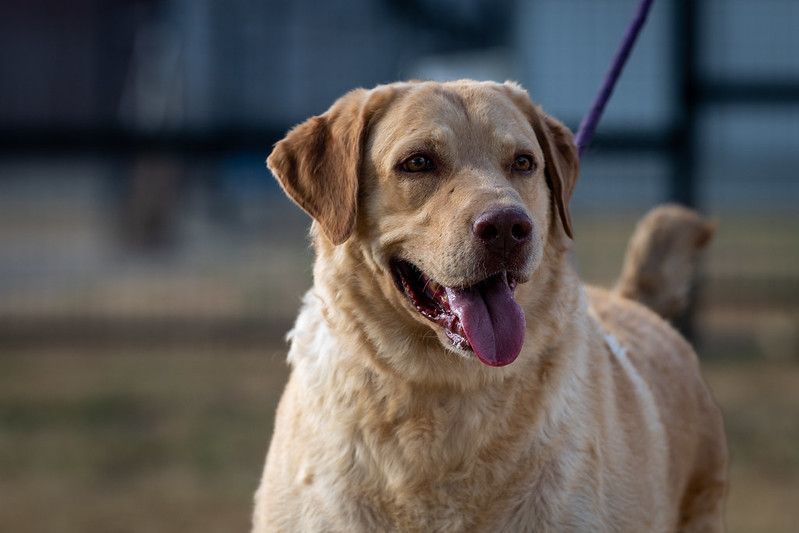 Old Yeller JuM photo 1