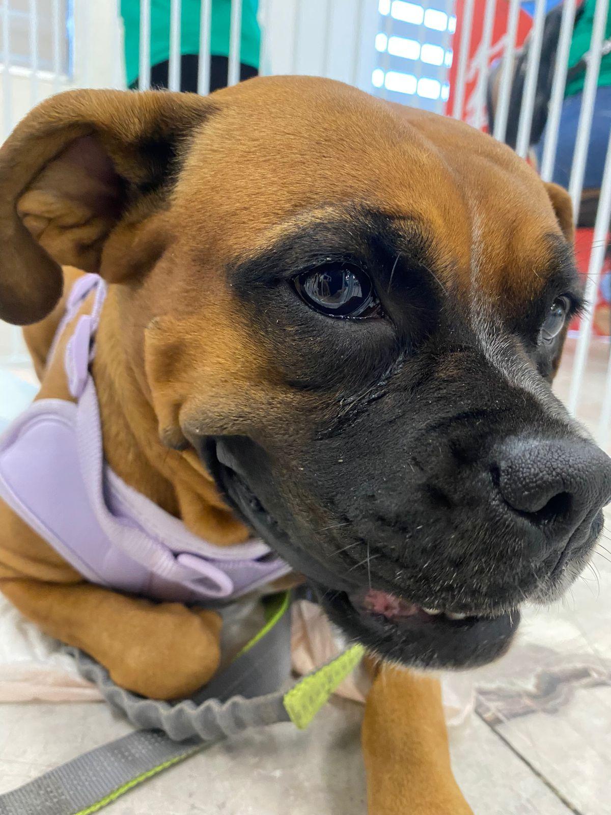 Enlarge Lizie, a Adoptable mixed breed in Oceanside, CA image 4/5