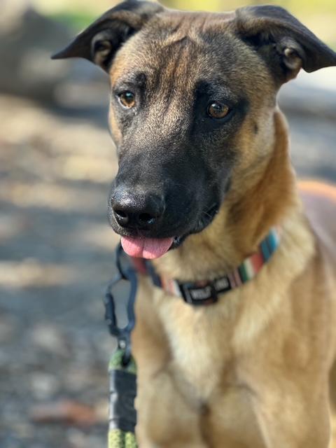 Enlarge Wolfie, a Adoptable mixed breed in Oakdale, CA image 1/1