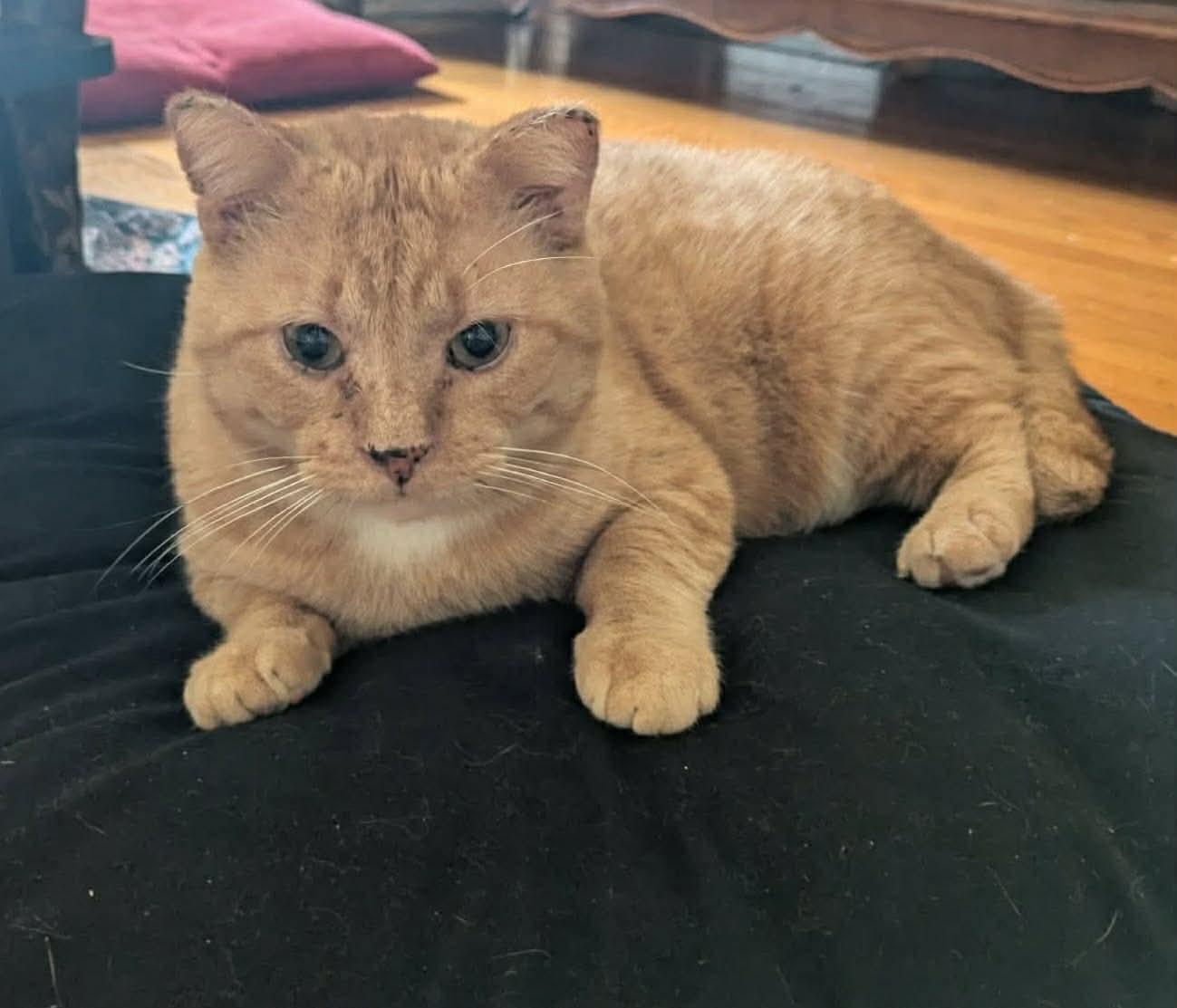 Enlarge Gouda, a ADOPTABLE Domestic Short Hair in Terrebonne, QC image 4/6