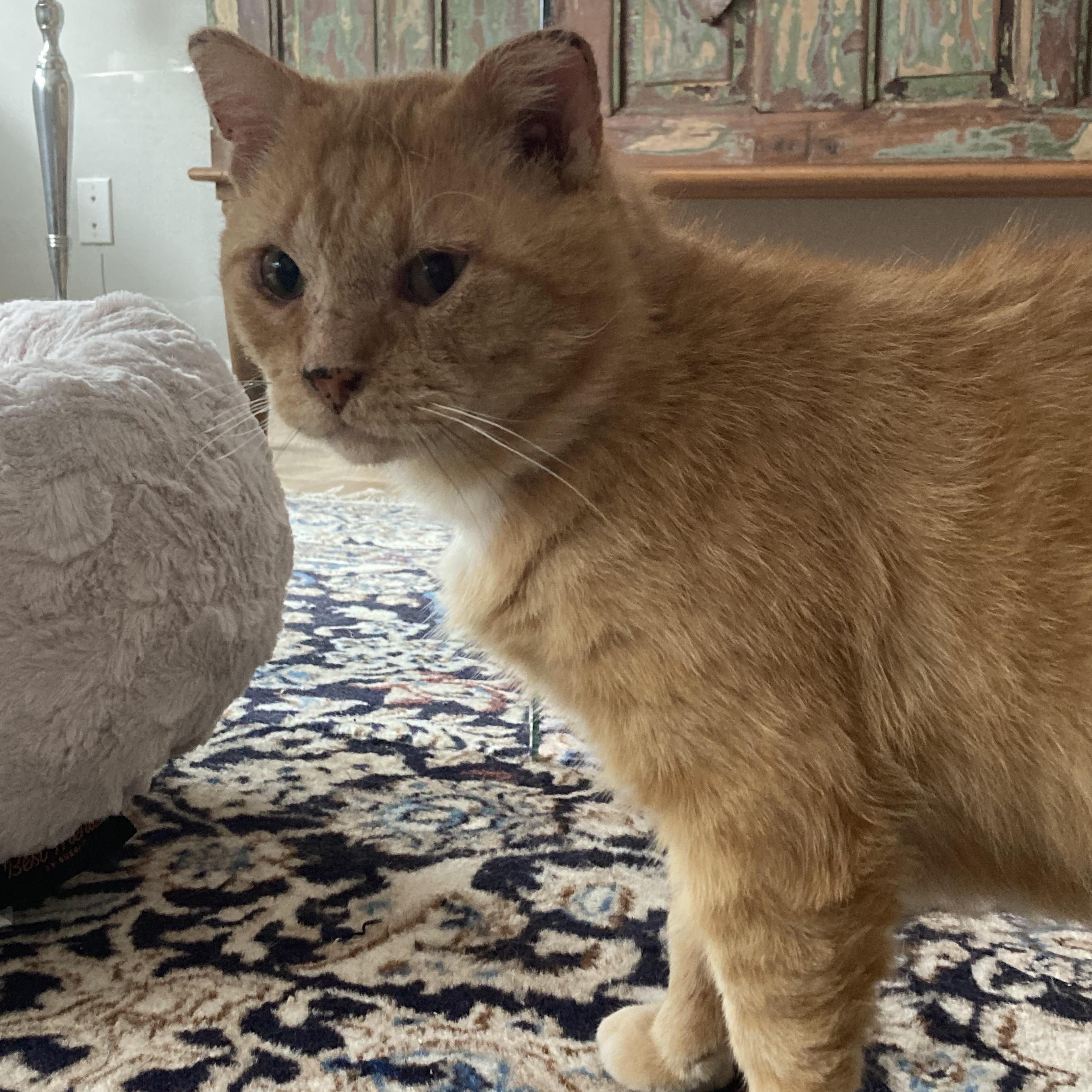 Gouda, a ADOPTABLE Domestic Short Hair in Terrebonne, QC image 1/6