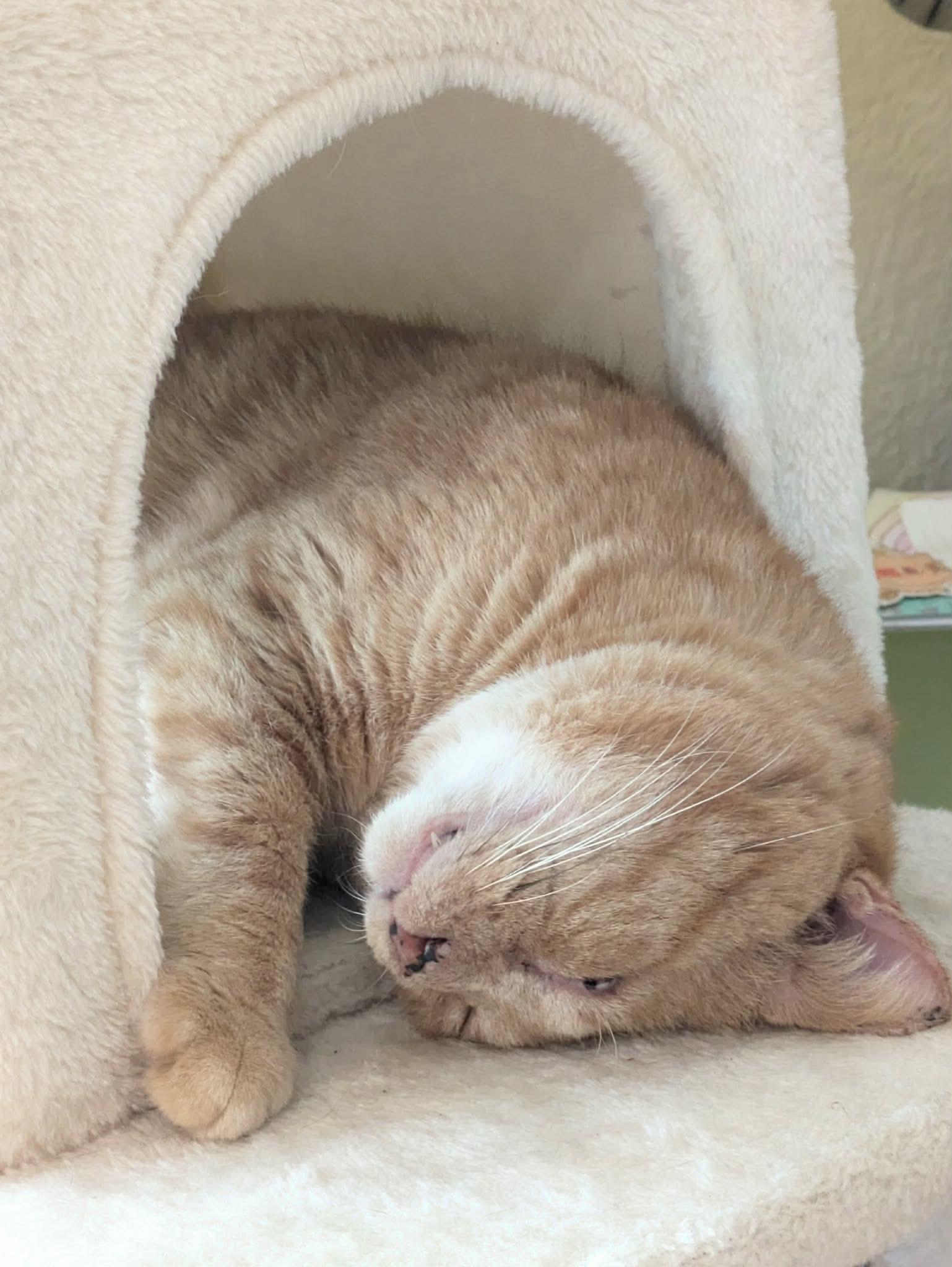 Enlarge Gouda, a ADOPTABLE Domestic Short Hair in Terrebonne, QC image 5/6