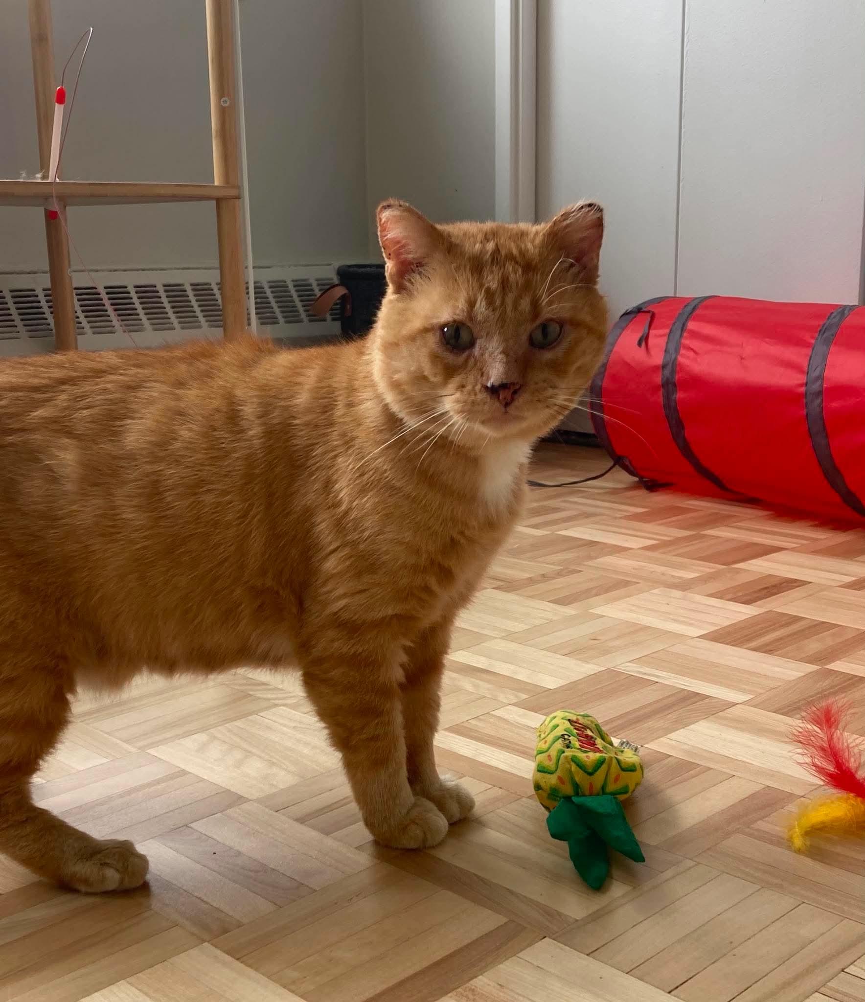 Gouda, a ADOPTABLE Domestic Short Hair in Terrebonne, QC image 6/6