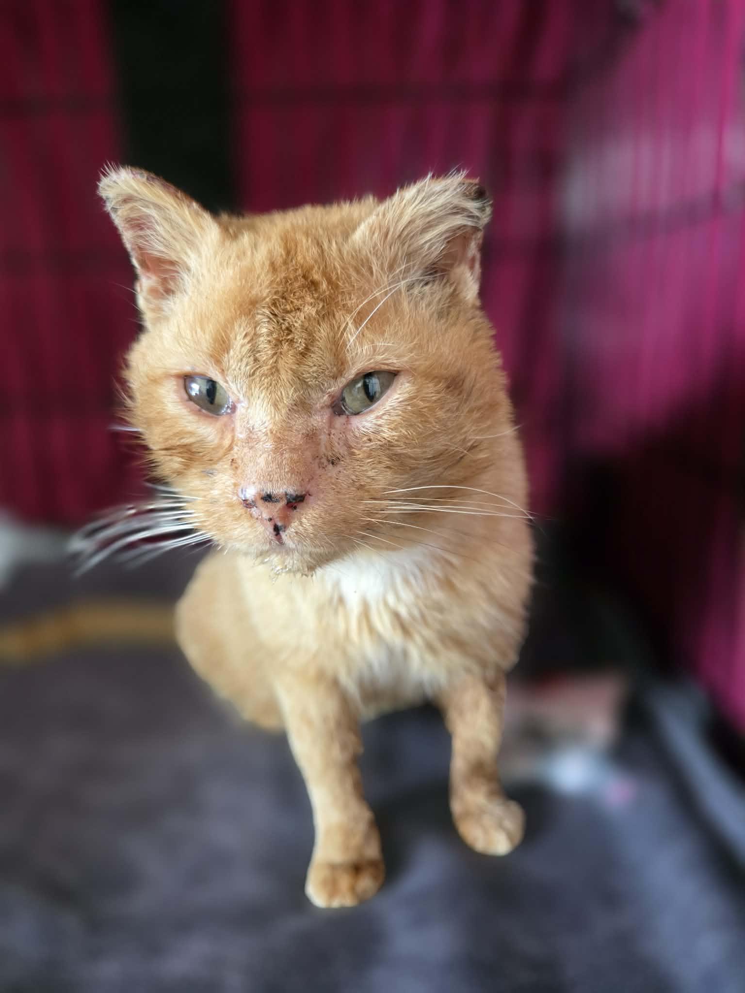 Enlarge Gouda, a ADOPTABLE Domestic Short Hair in Terrebonne, QC image 2/6