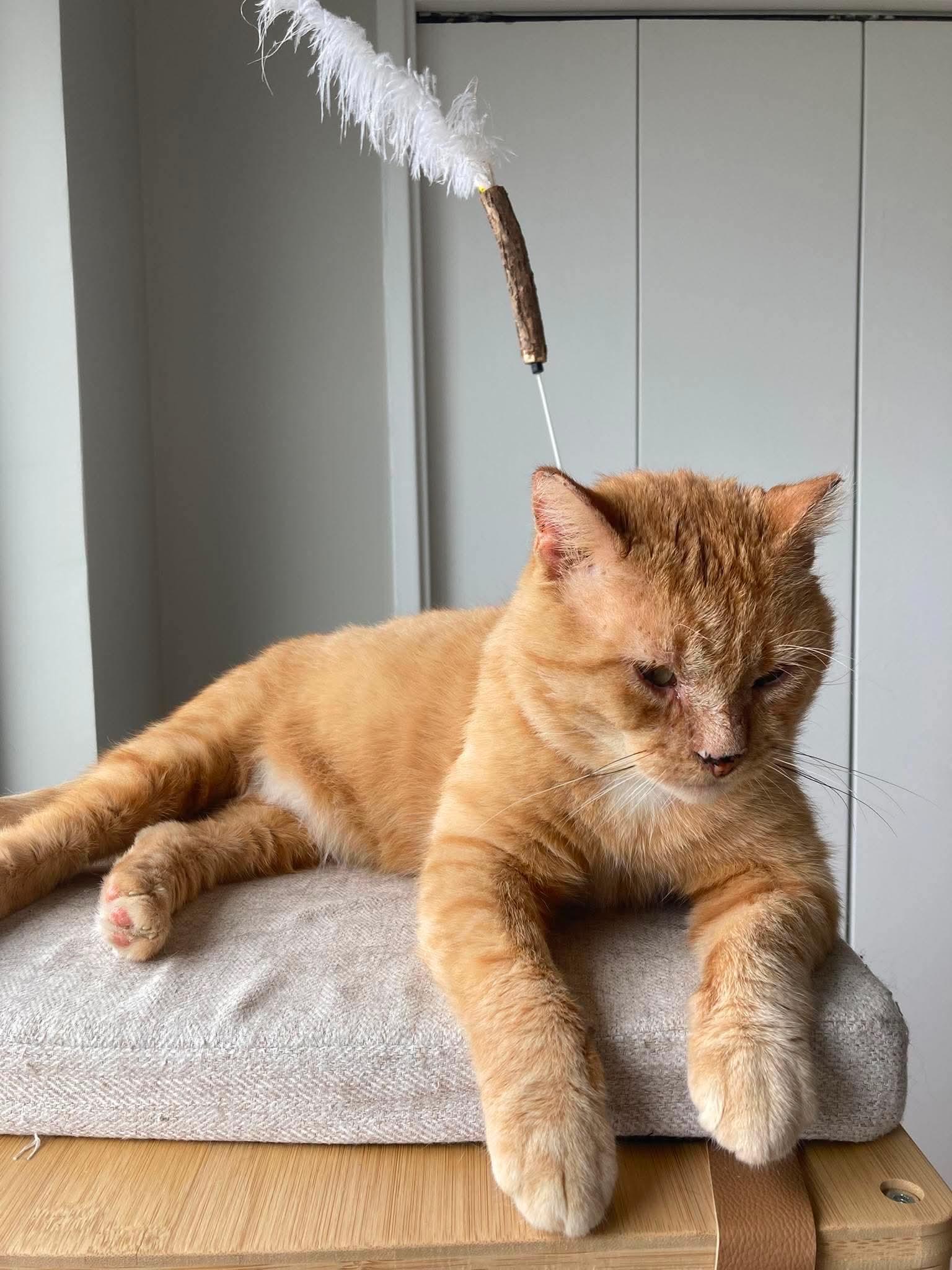 Gouda, ADOPTABLE, Adult Male Domestic Short Hair.