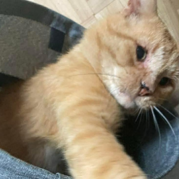 Gouda, a ADOPTABLE Domestic Short Hair in Terrebonne, QC image 5/6
