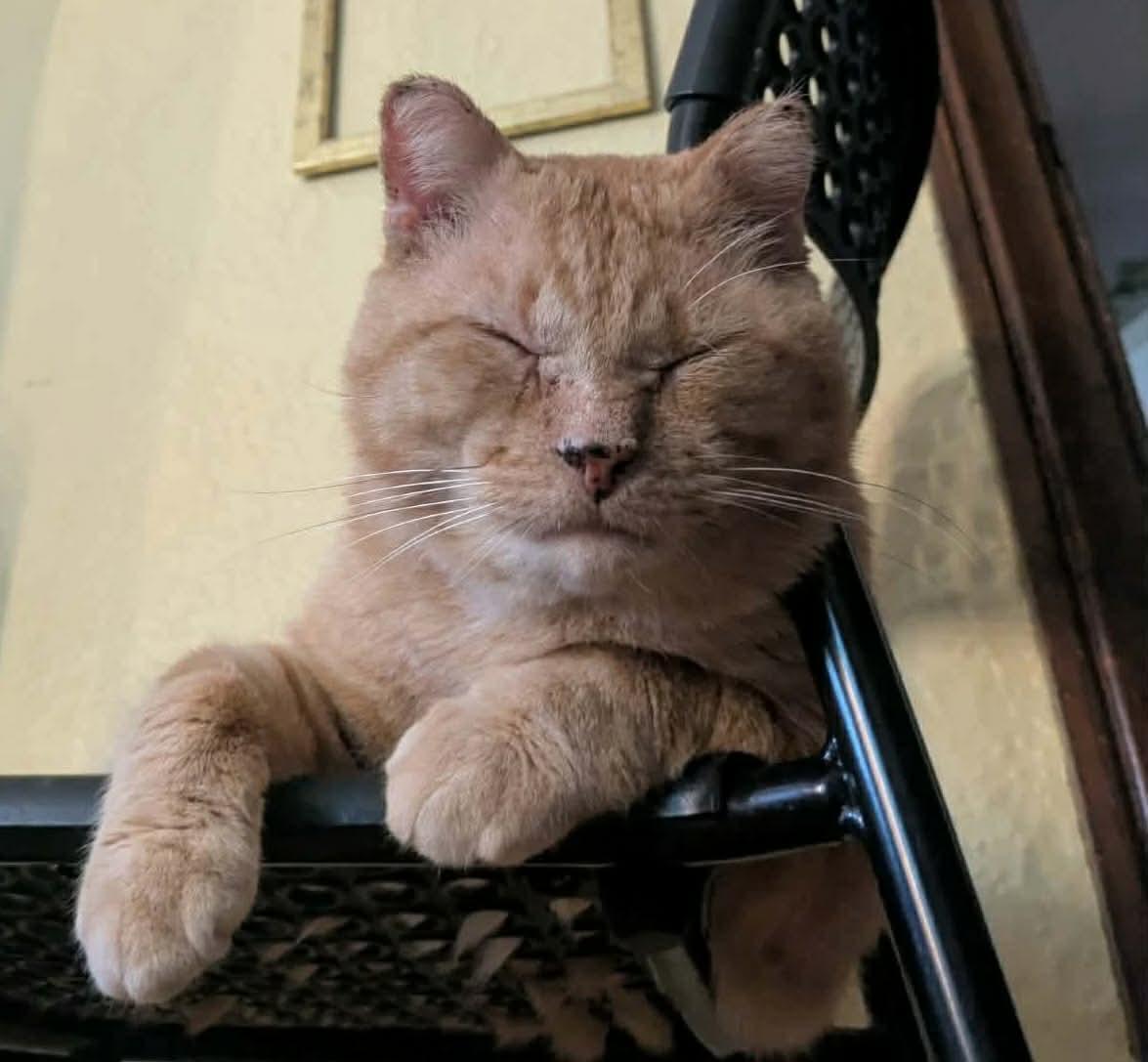 Gouda, ADOPTABLE, Adult Male Domestic Short Hair.
