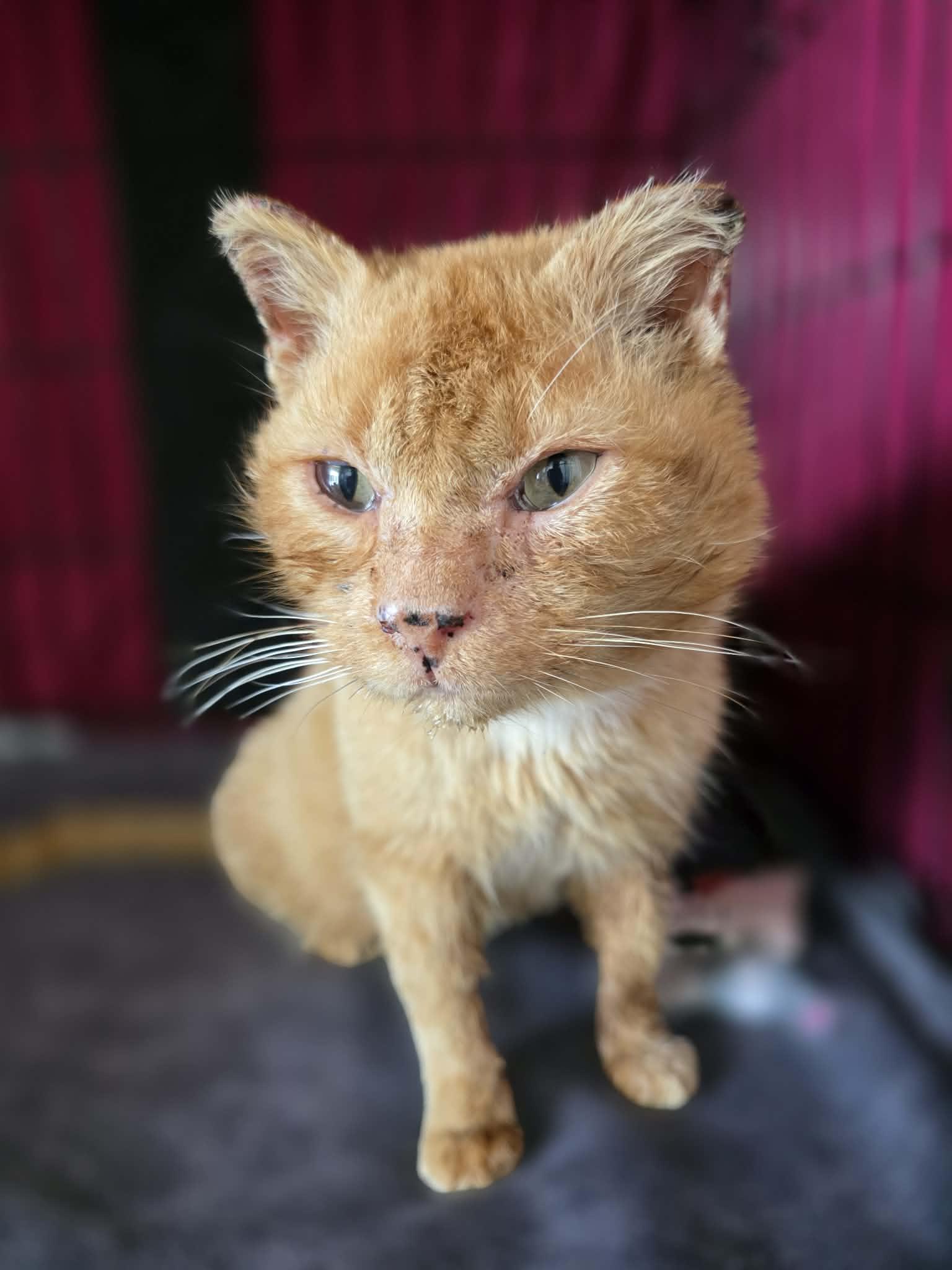 Enlarge Gouda, a ADOPTABLE Domestic Short Hair in Terrebonne, QC image 6/6
