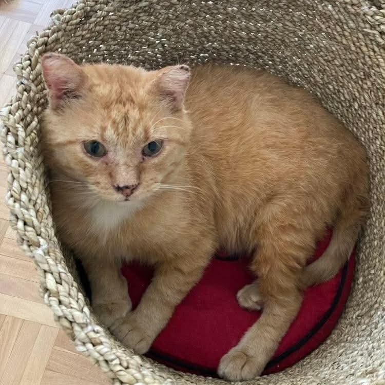 Gouda, a ADOPTABLE Domestic Short Hair in Terrebonne, QC image 3/6