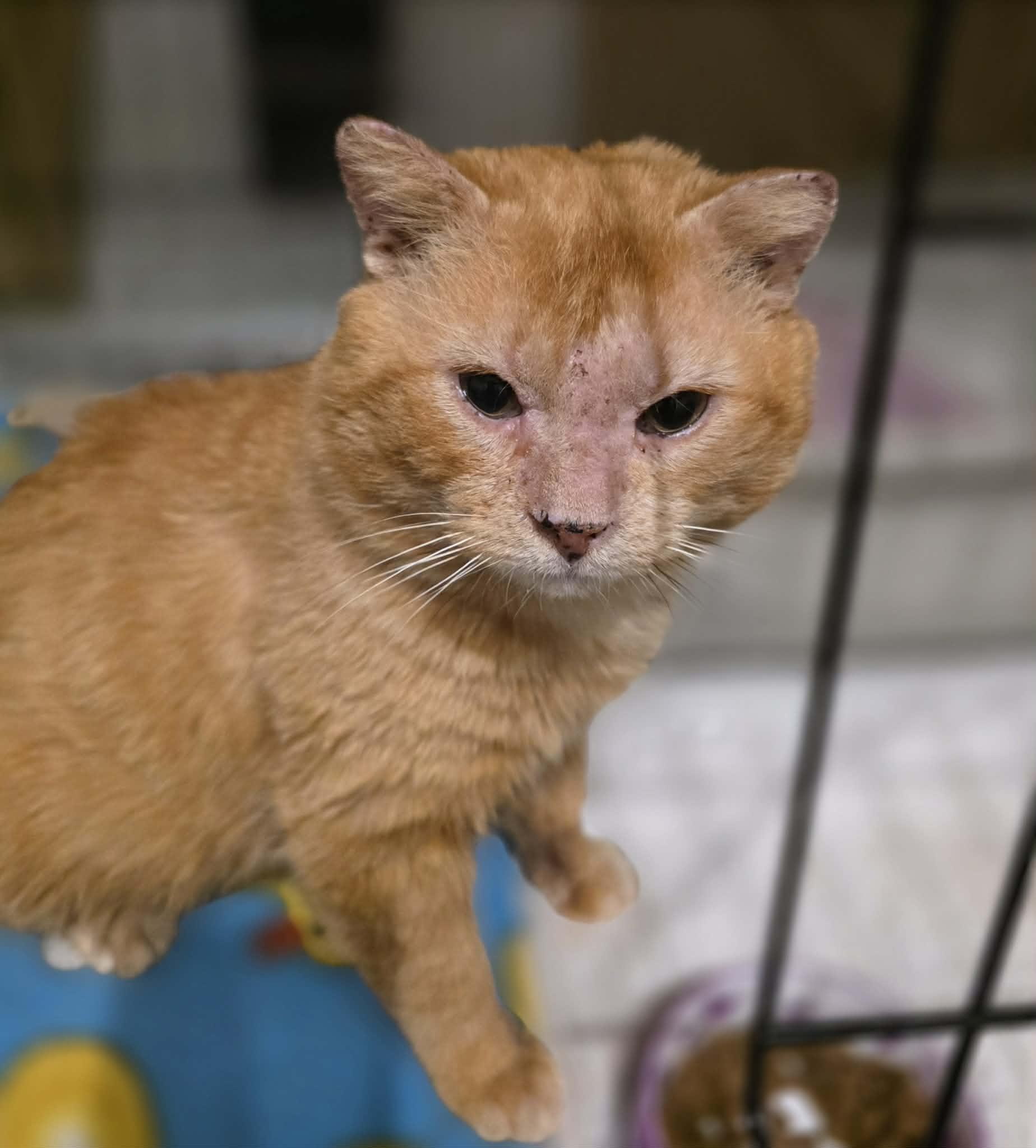 Enlarge Gouda, a ADOPTABLE Domestic Short Hair in Terrebonne, QC image 4/6