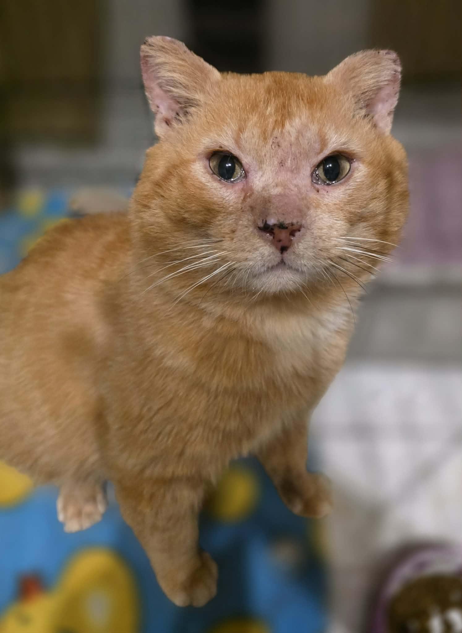 Enlarge Gouda, a ADOPTABLE Domestic Short Hair in Terrebonne, QC image 5/6