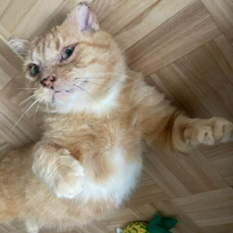 Gouda, a ADOPTABLE Domestic Short Hair in Terrebonne, QC image 6/6