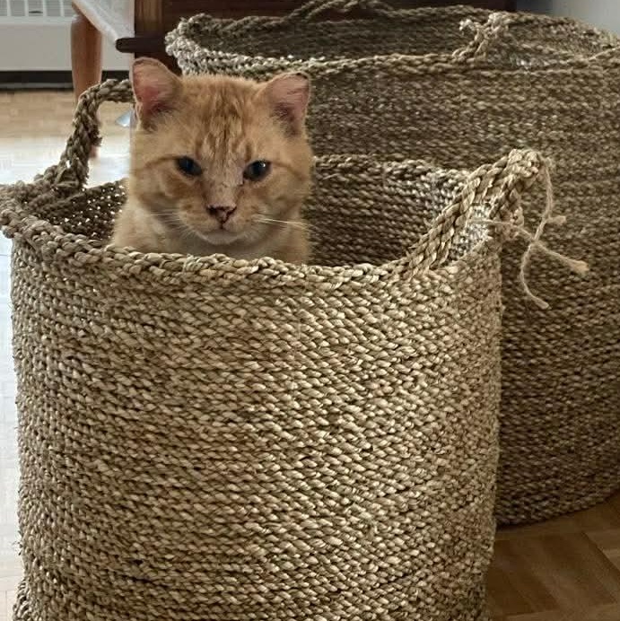 Gouda, a ADOPTABLE Domestic Short Hair in Terrebonne, QC image 2/6