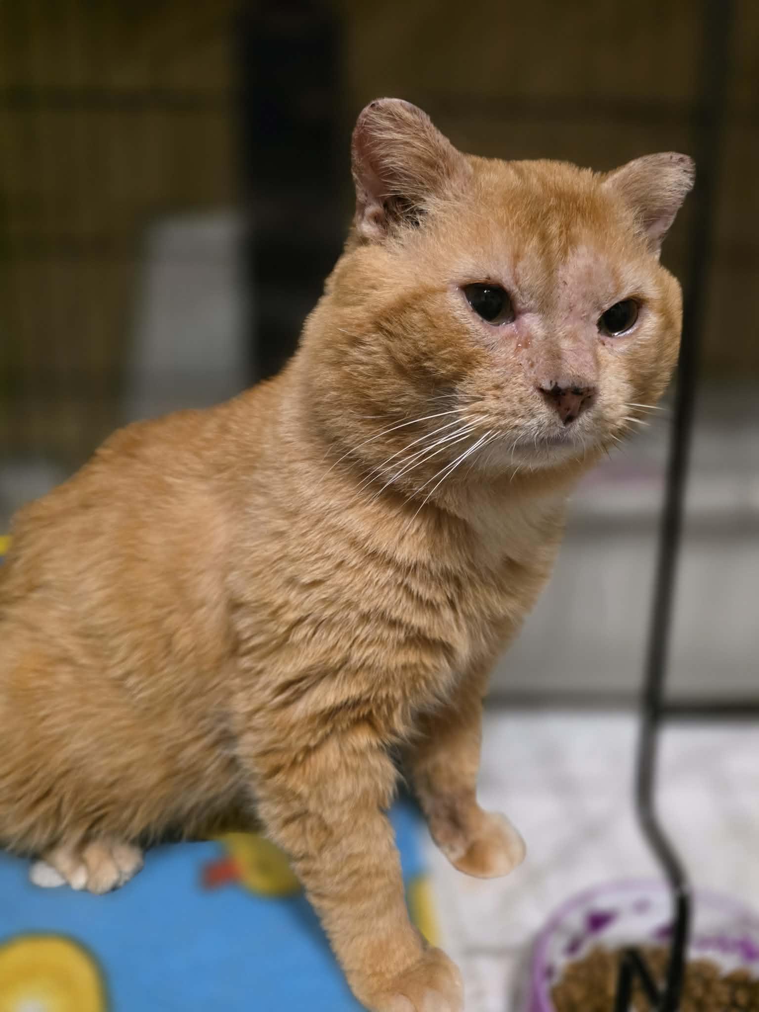 Enlarge Gouda, a ADOPTABLE Domestic Short Hair in Terrebonne, QC image 3/6
