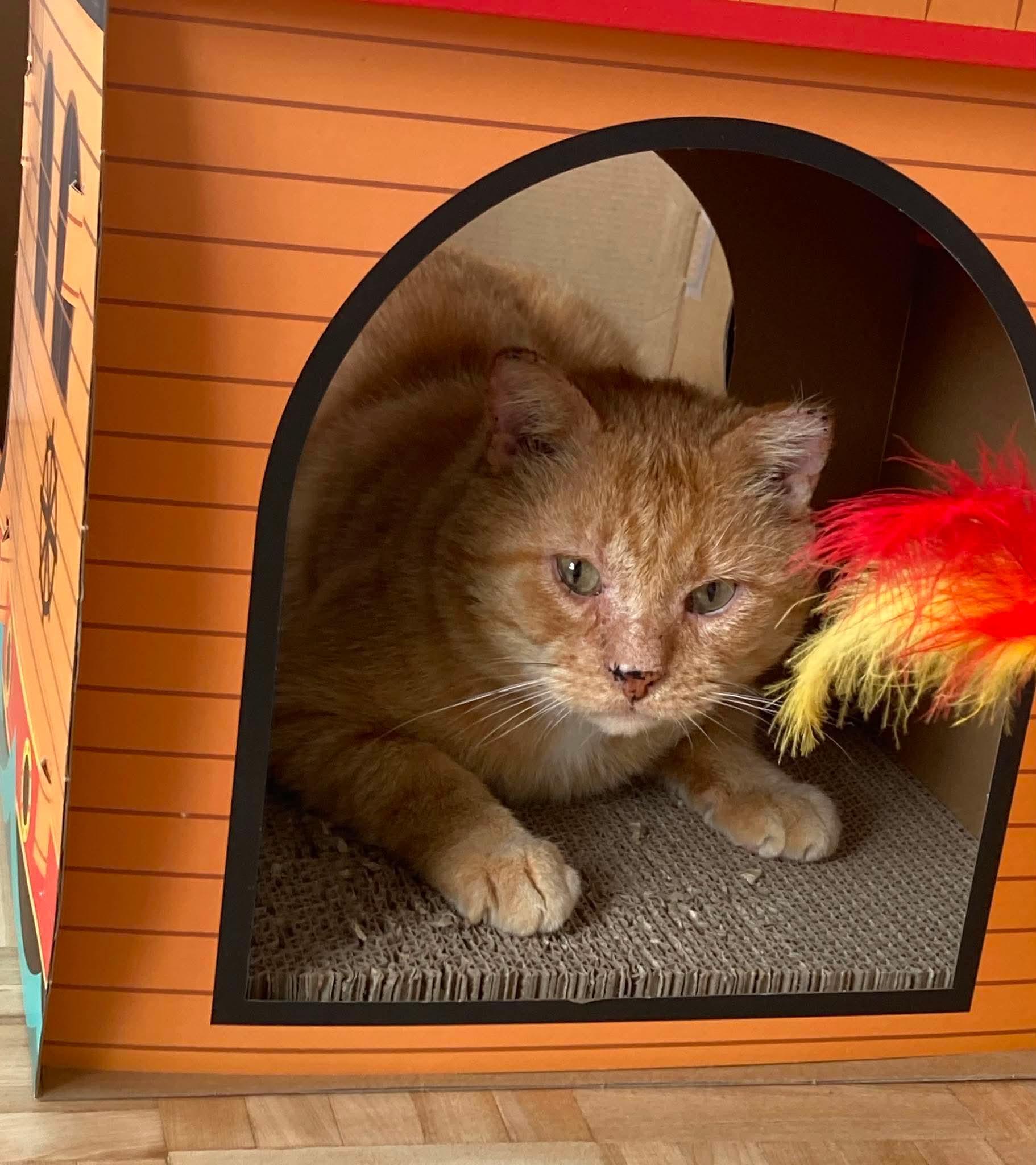 Gouda, a ADOPTABLE Domestic Short Hair in Terrebonne, QC image 5/6