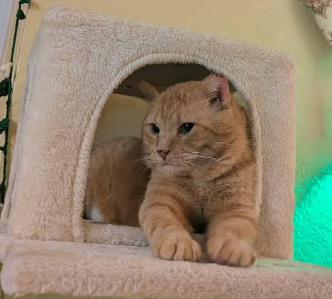 Enlarge Gouda, a ADOPTABLE Domestic Short Hair in Terrebonne, QC image 6/6