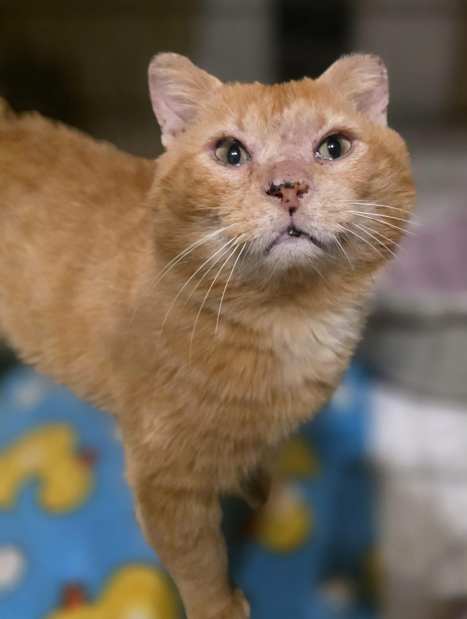 Enlarge Gouda, a ADOPTABLE Domestic Short Hair in Terrebonne, QC image 1/6