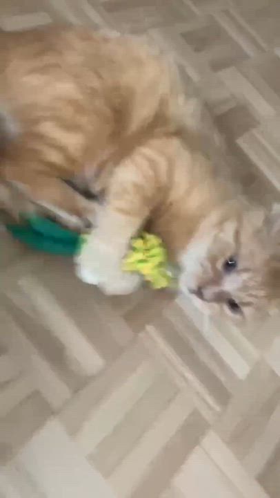 Enlarge Gouda, a ADOPTABLE Domestic Short Hair in Terrebonne, QC video 4/6