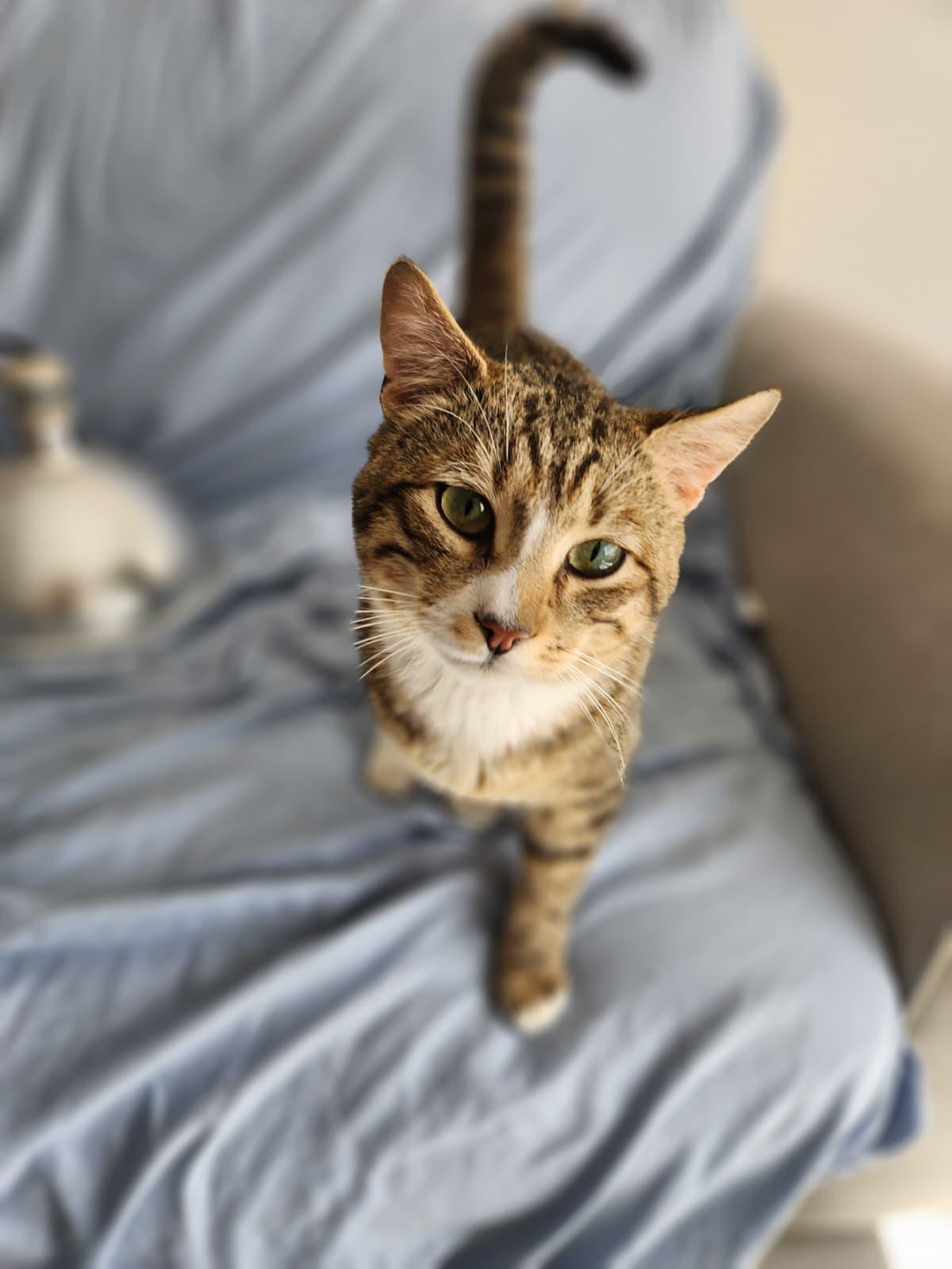 Gustavo, a ADOPTABLE Domestic Short Hair in Florham Park, NJ image 1/3
