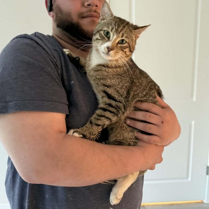 Gustavo, a ADOPTABLE Domestic Short Hair in Florham Park, NJ image 3/3