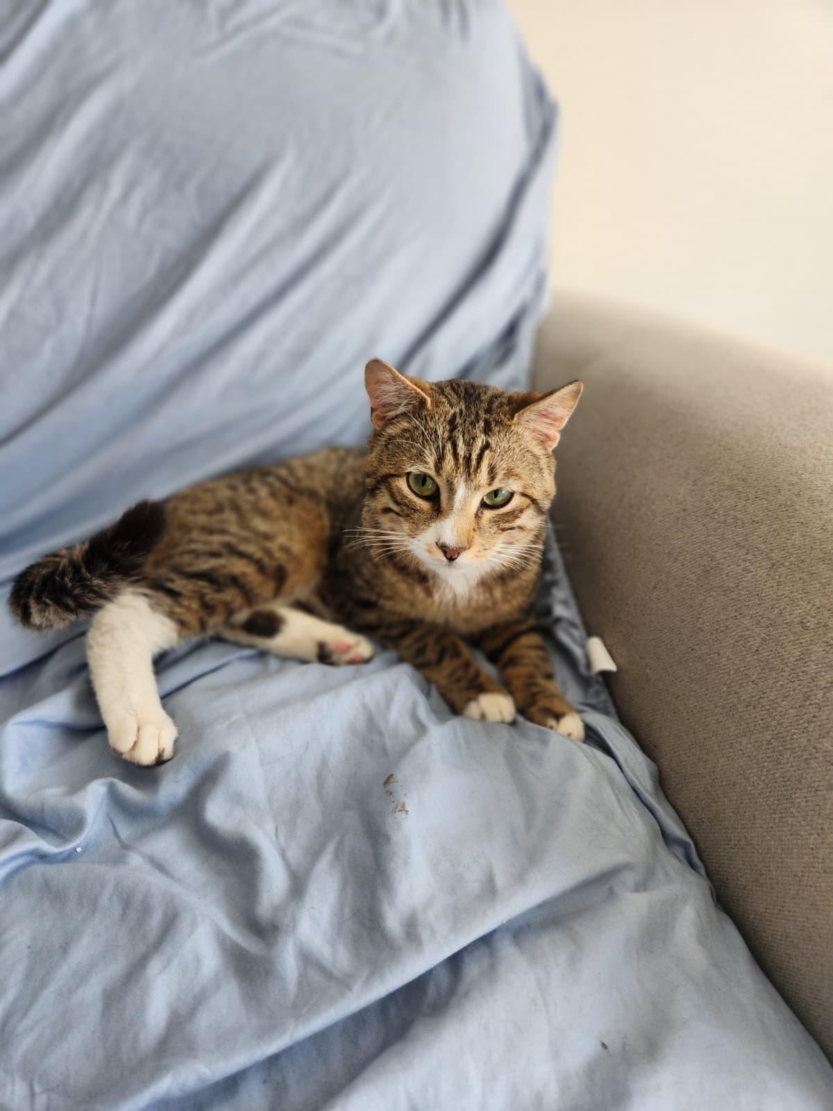 Gustavo, a ADOPTABLE Domestic Short Hair in Florham Park, NJ image 2/3