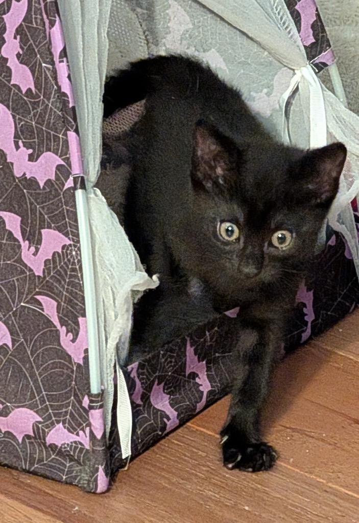 Aretha, adopted, Kitten Female Domestic Short Hair.
