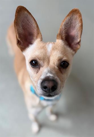 JERRY, Adoptable, Young Male Chihuahua & Mixed Breed.