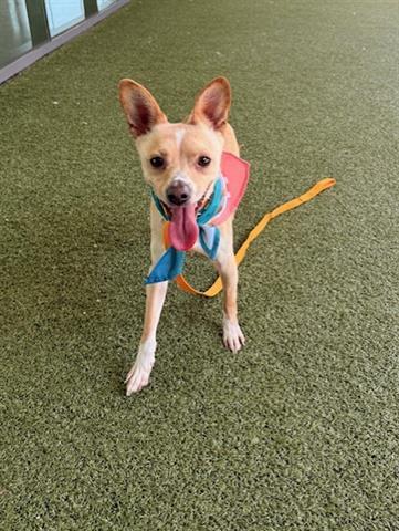 Enlarge JERRY, a Adoptable mixed breed in San Martin, CA image 1/1