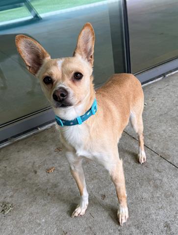 JERRY, Adoptable, Young Male Chihuahua & Mixed Breed.