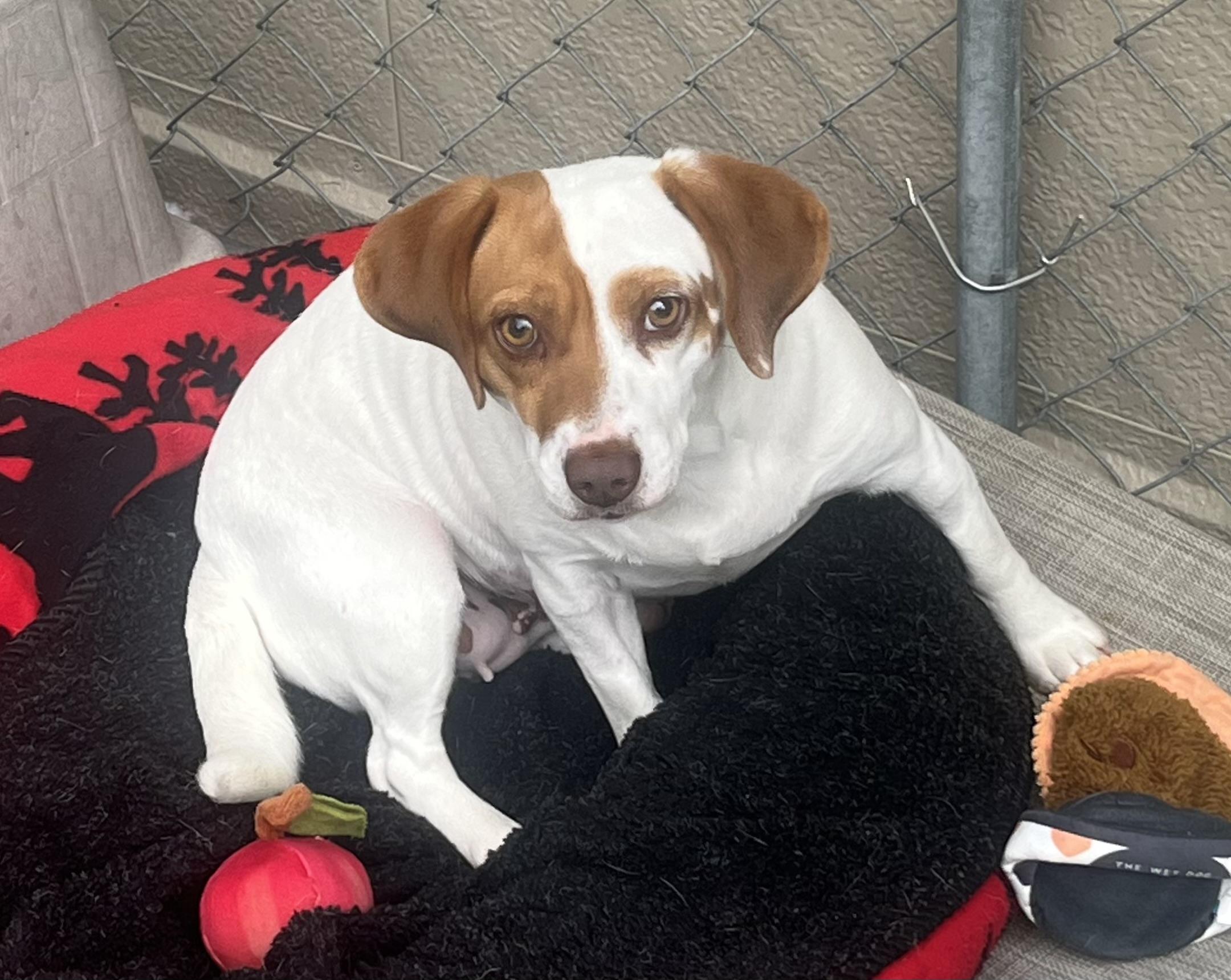 Enlarge Jackie, an adopted mixed breed in Cashiers, NC image 1/3