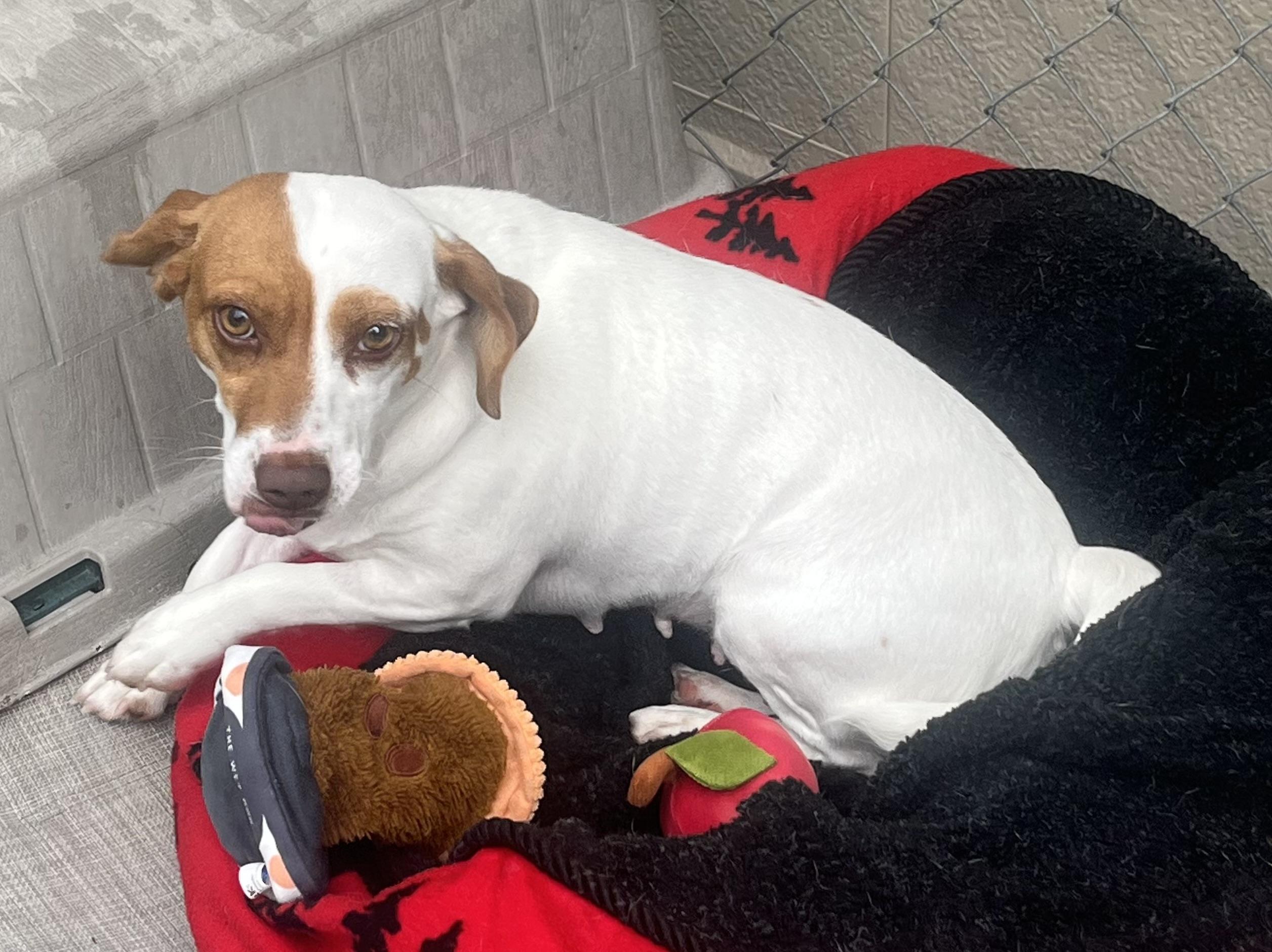 Enlarge Jackie, an adopted mixed breed in Cashiers, NC image 3/3