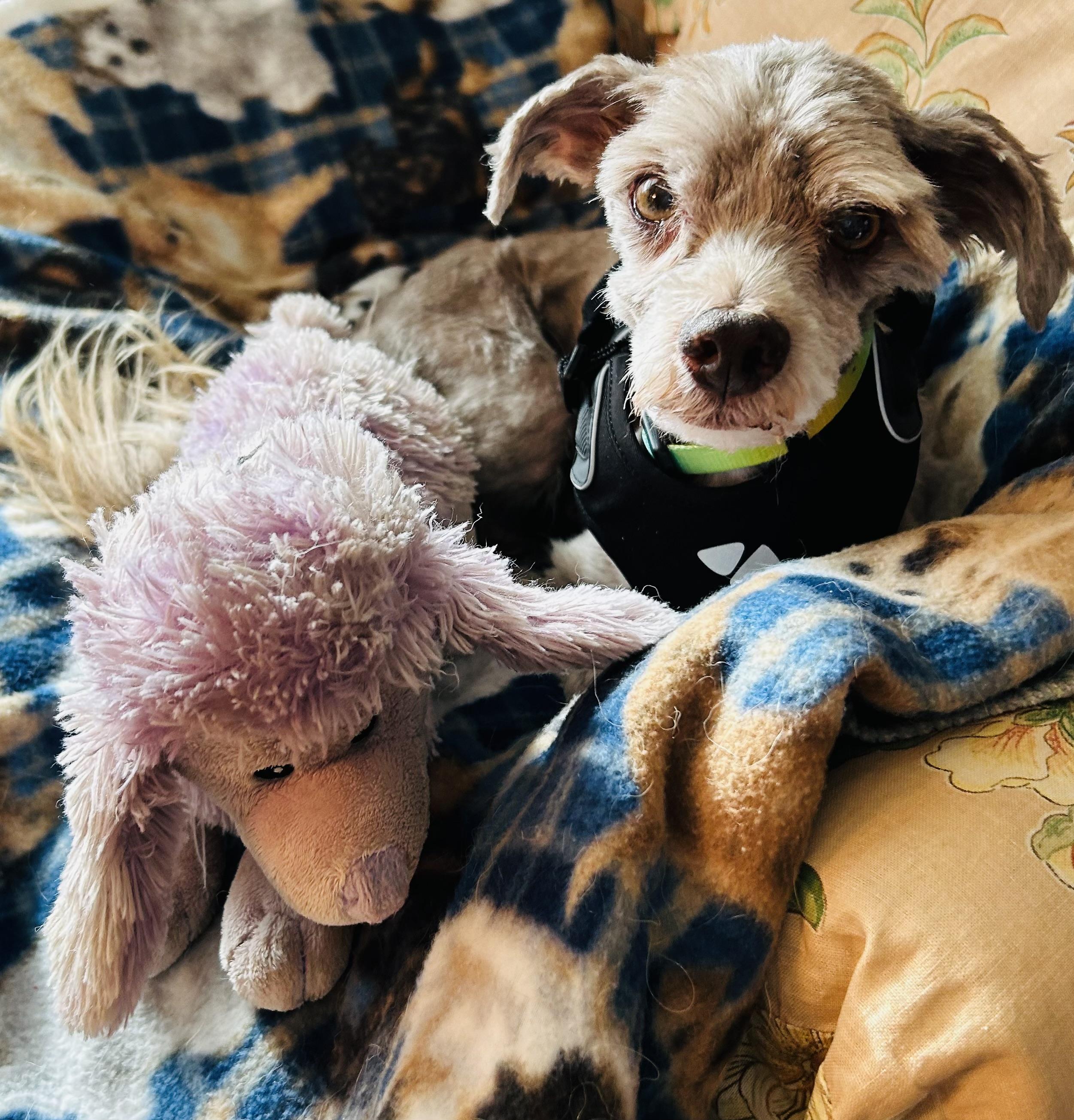 Rocco, an adoptable mixed breed in Mount Prospect, IL image 2/6