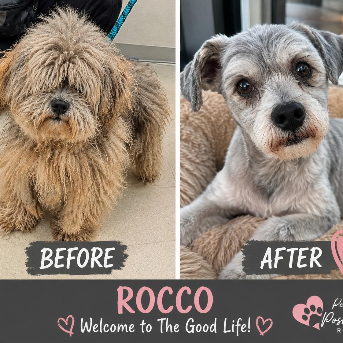 Rocco, an adoptable mixed breed in Mount Prospect, IL image 6/6
