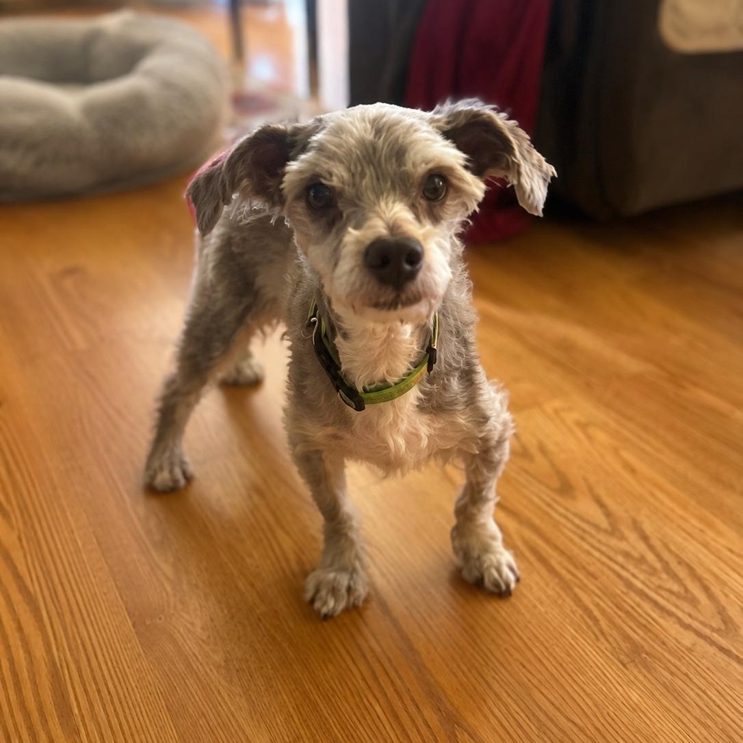 Rocco, an adoptable mixed breed in Mount Prospect, IL image 4/6