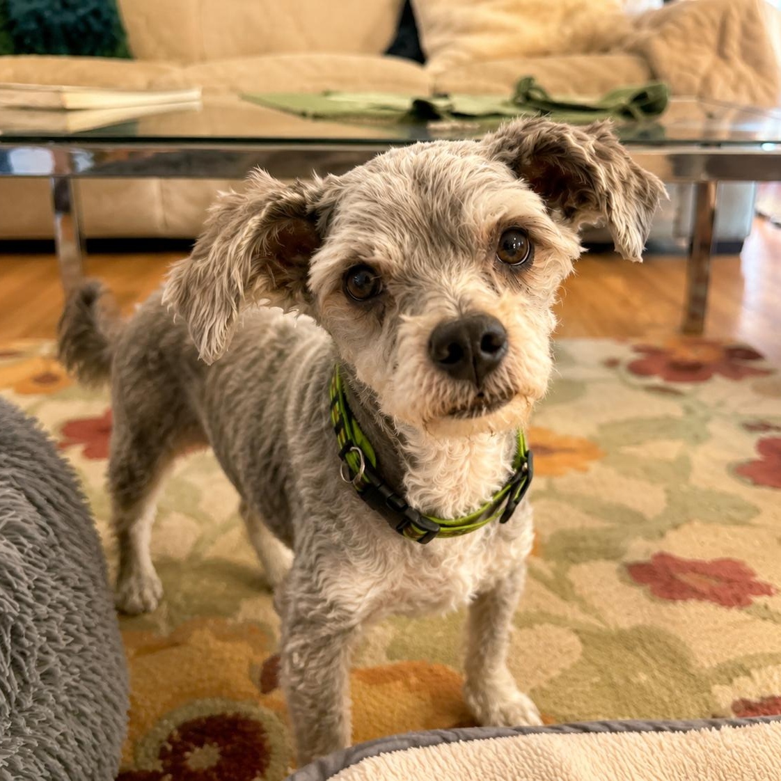 Rocco, an adoptable mixed breed in Mount Prospect, IL image 3/6