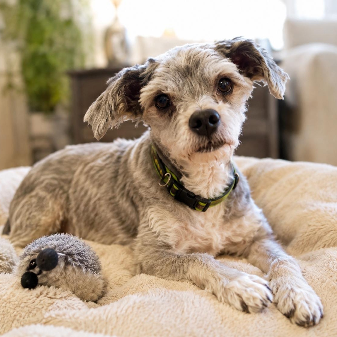 Rocco, an adoptable mixed breed in Mount Prospect, IL image 5/6