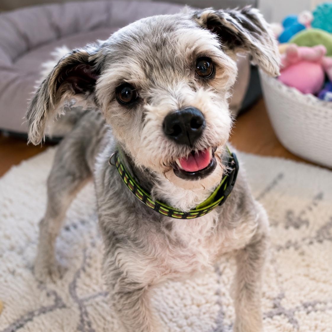 Rocco, adoptable, Senior Male Miniature Schnauzer & Schnauzer.