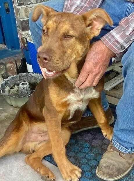 Jet, an adoptable Yellow Labrador Retriever, Shepherd in Grand Bay, AL, 36541 | Photo Image 2